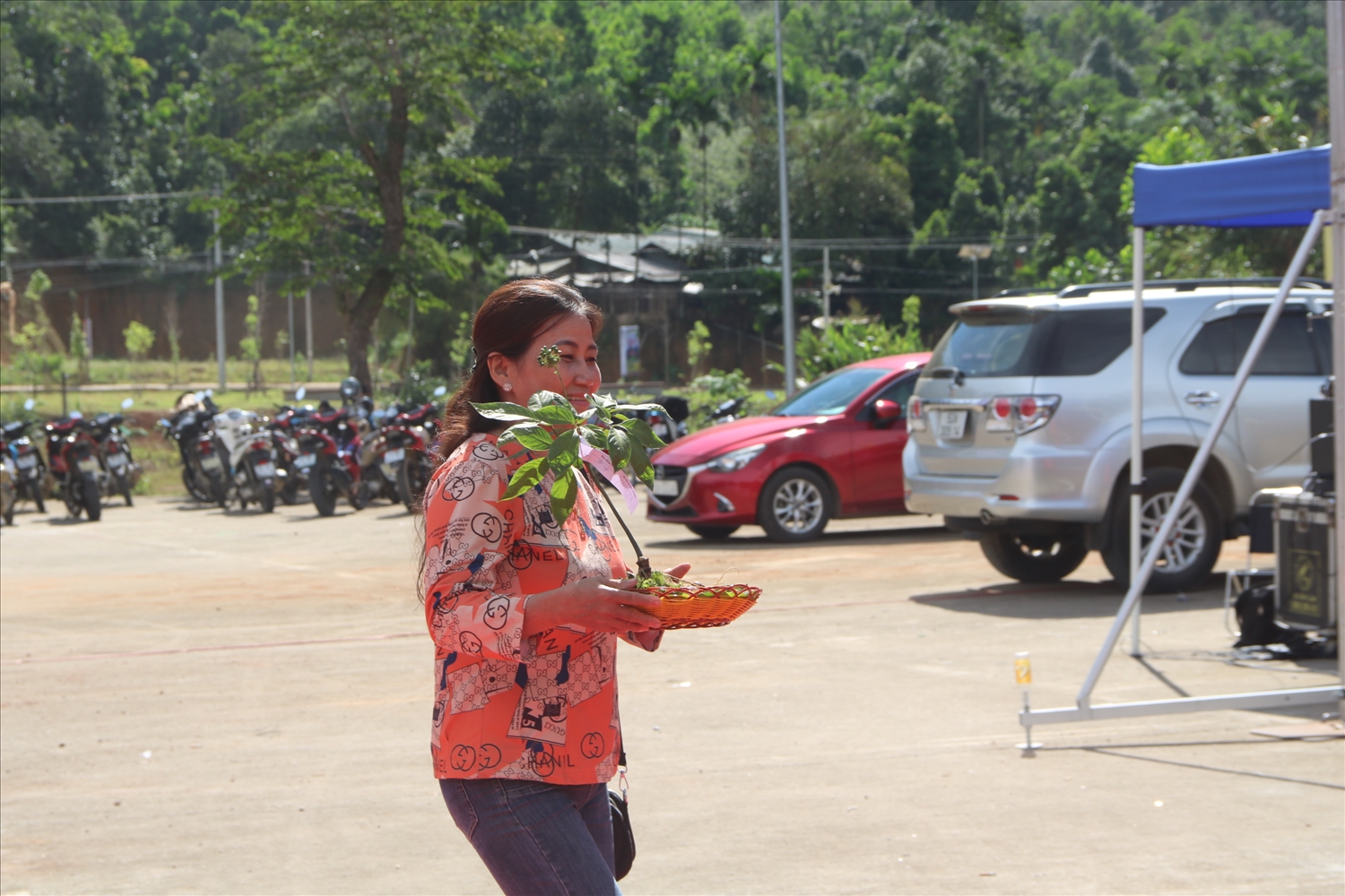 Người dân chọn những cây sâm Ngọc Linh đẹp nhất đem đến lễ hội sâm.