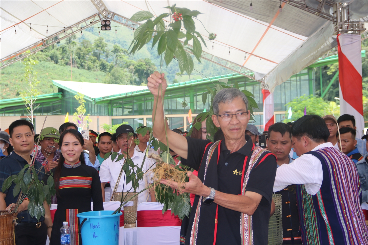 Kịch tính từng phút với màn đấu giá sâm Ngọc Linh gây quỹ xóa nhà tạm.