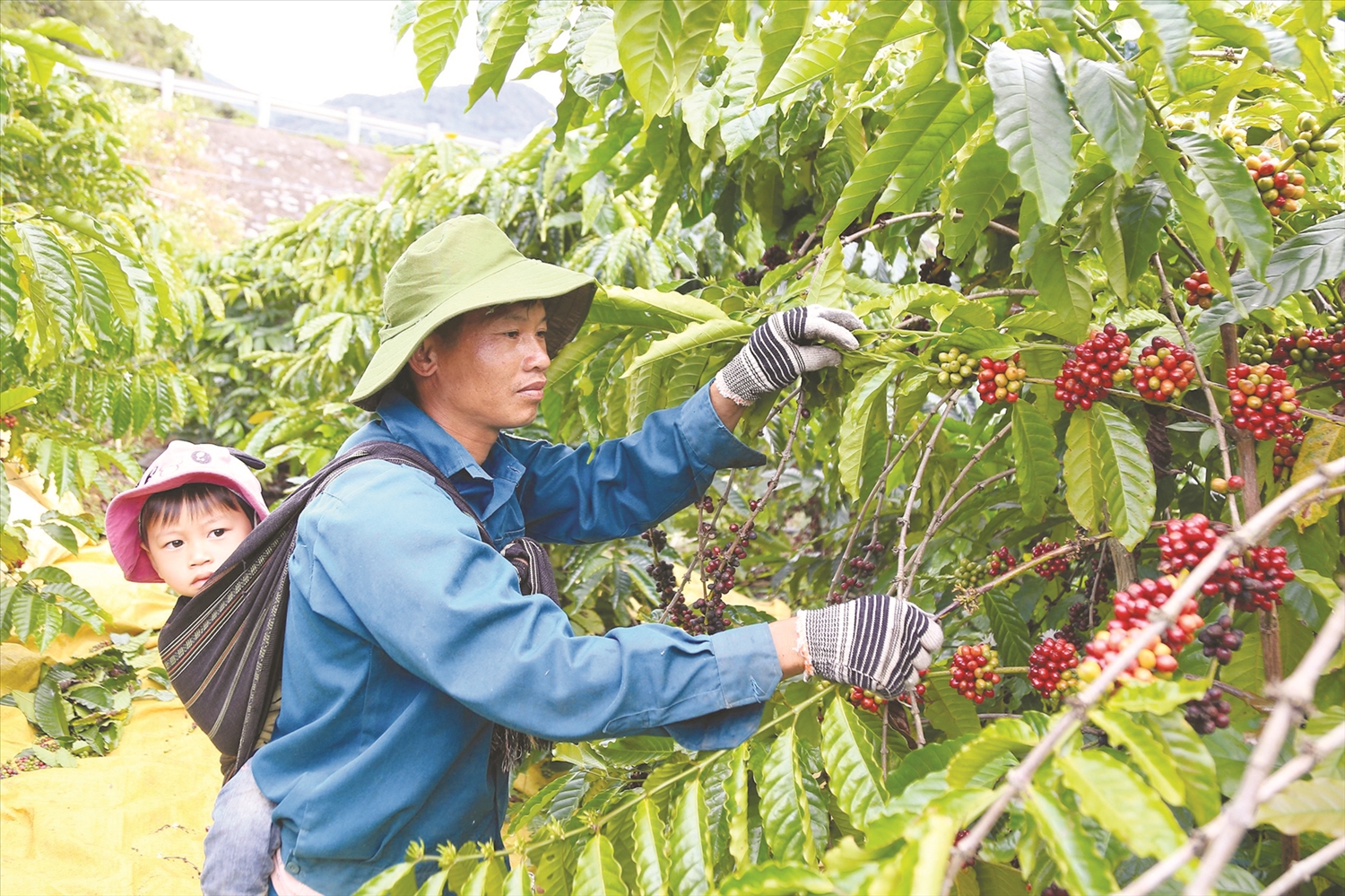 Được hỗ trợ cây giống phát triển kinh tế, đồng bào DTTS huyện Đắk Glong từng bước thoát nghèo