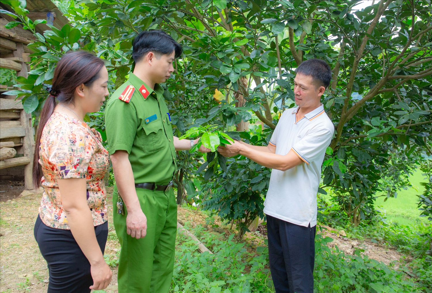 Mô hình trồng bưởi phát triển kinh tế của gia đình anh Hoàng Văn Thắng.