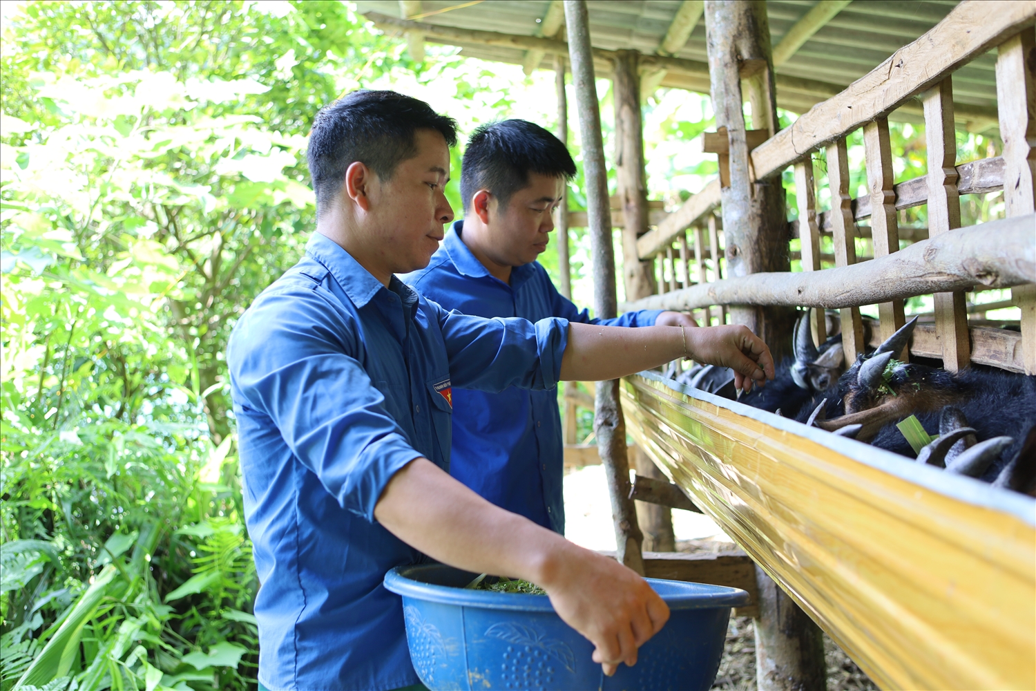 Anh Vi Văn Thiên, thôn Nà Thài, xã Thượng Giáp (Na Hang) chăm sóc dê.