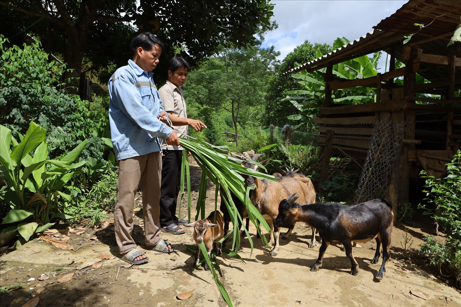 Mô hình nuôi dê vỗ béo của anh Vi Văn Thiên, thôn Nà Thài, xã Thượng Giáp, huyện Na Hang.