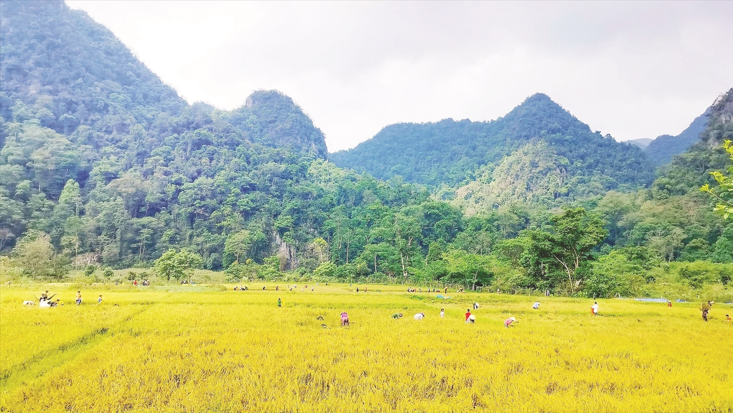 Đồng bào Chứt ở Mò O Ồ Ồ làm lúa nước