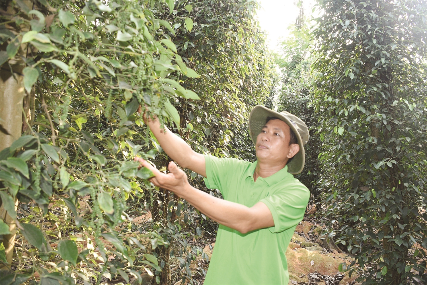  Anh Phạm Thanh Chung, Giám đốc HTX hồ tiêu Lộc Quang bên vườn tiêu được trồng theo hướng hữu cơ của HTX