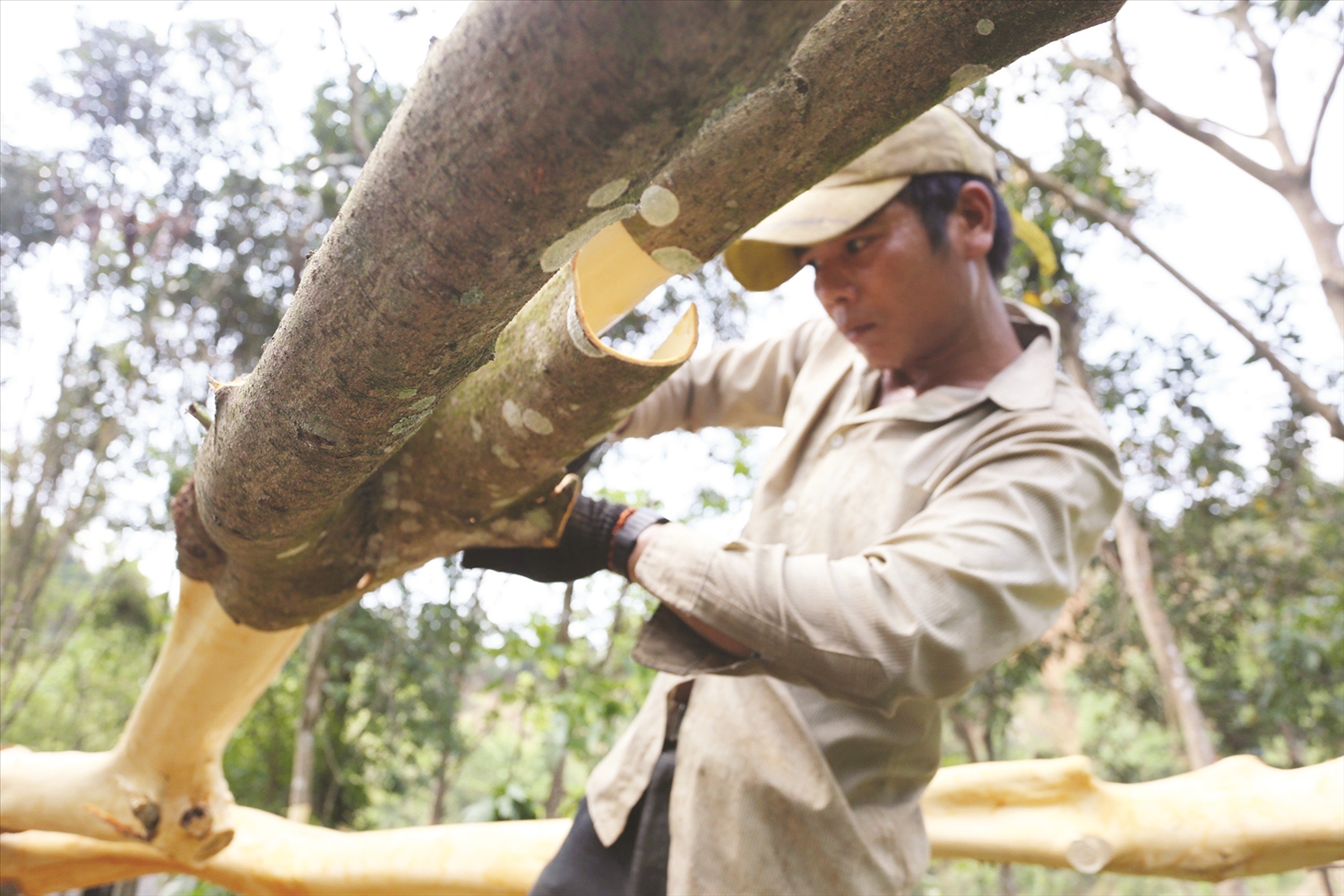 Cây quế giúp hàng trăm hộ dân ở Bắc Trà My và các huyện miền núi thoát nghèo