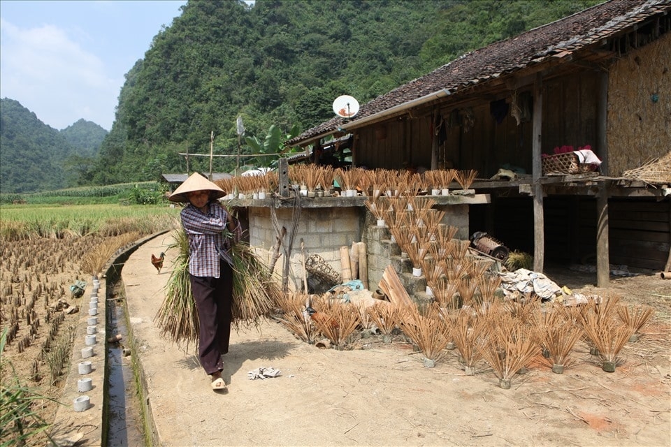 Làng hương Phia Thắp là làng nghề truyền thống đã có từ lâu đời ở huyện Quảng Hòa. Người dân trong làng thường thức dậy từ 5 - 6 giờ sáng để bắt đầu quy trình làm hương với việc phơi lá bầu vắt, vót mai, phơi hương...