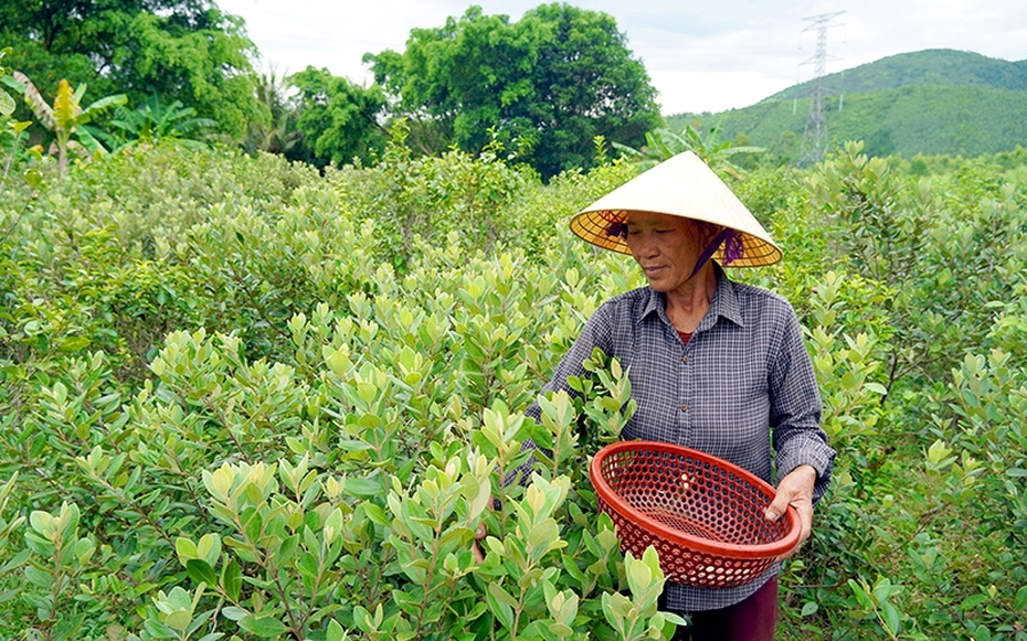 Tham gia hái sim chủ yếu là phụ nữ và trẻ em