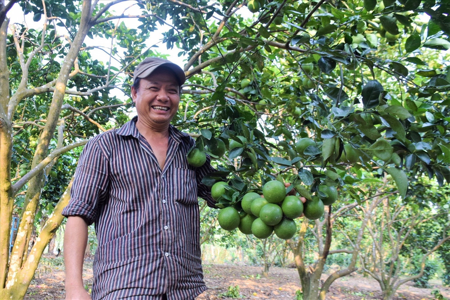 Người dân mạnh dạn thay đổi cơ cấu cây trồng, vật nuôi để phát triển kinh tế. (Trong hình, người dân ở Phước Mỹ chuyển đổi trồng keo sang trồng cam Vinh bước đầu cho thu nhập khá)