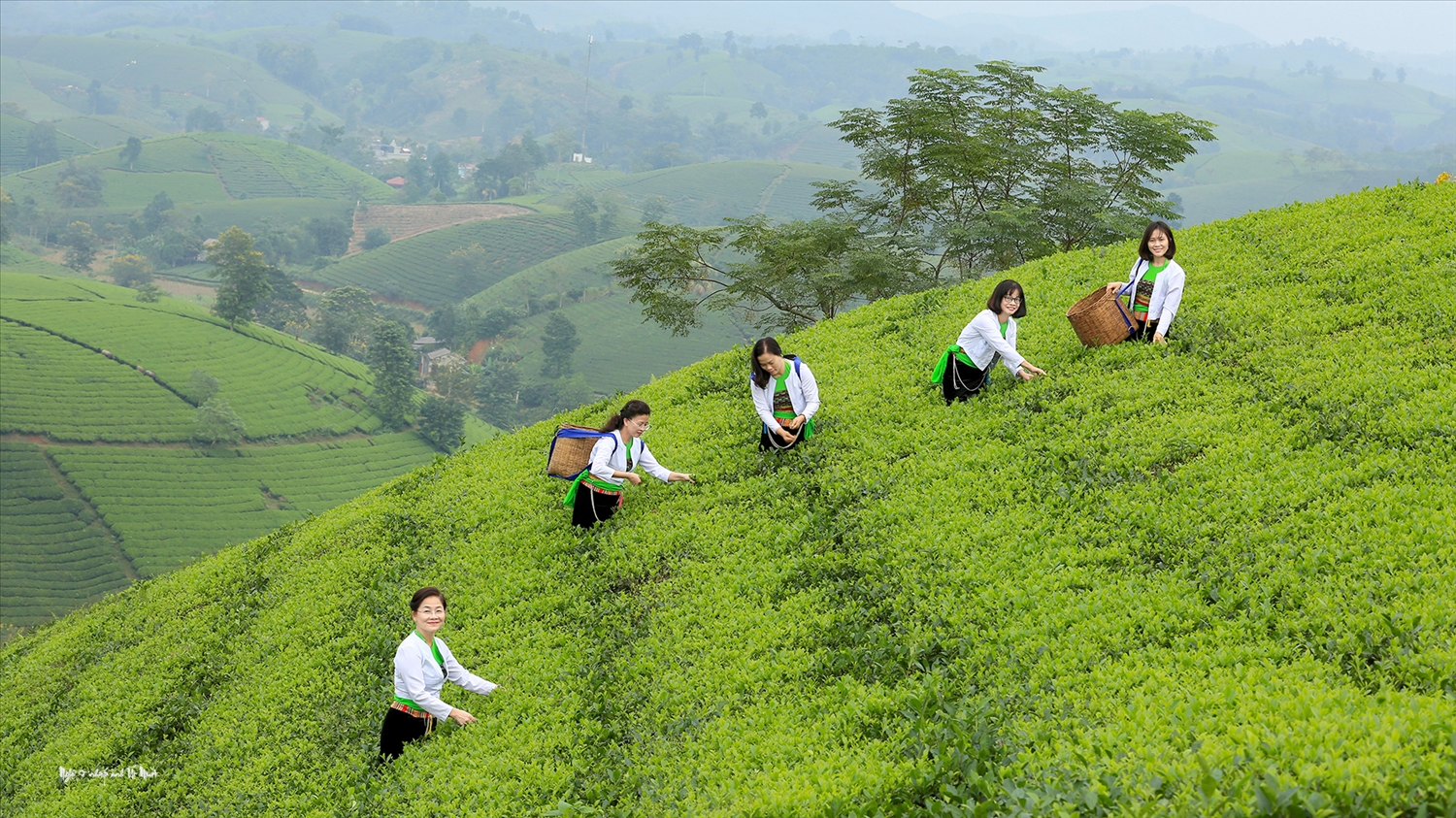 Du khách mặc trang phục dân tộc Mường trải nghiệm hái chè trên đồi chè Long Cốc.