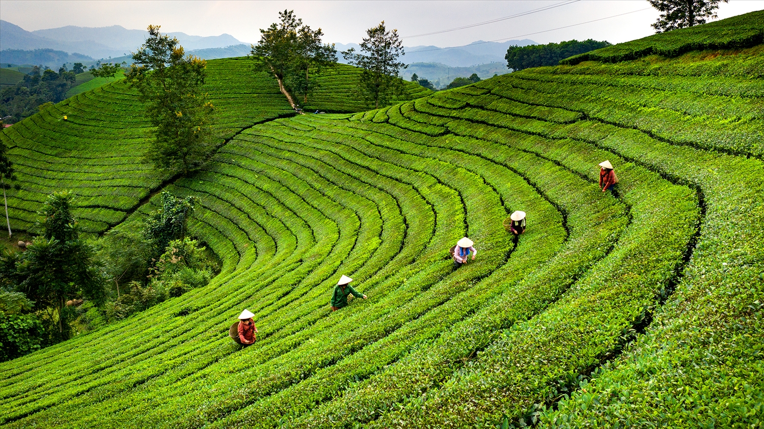 Những người nông dân đang thu hoạch chè trên đồi chè Long Cốc.