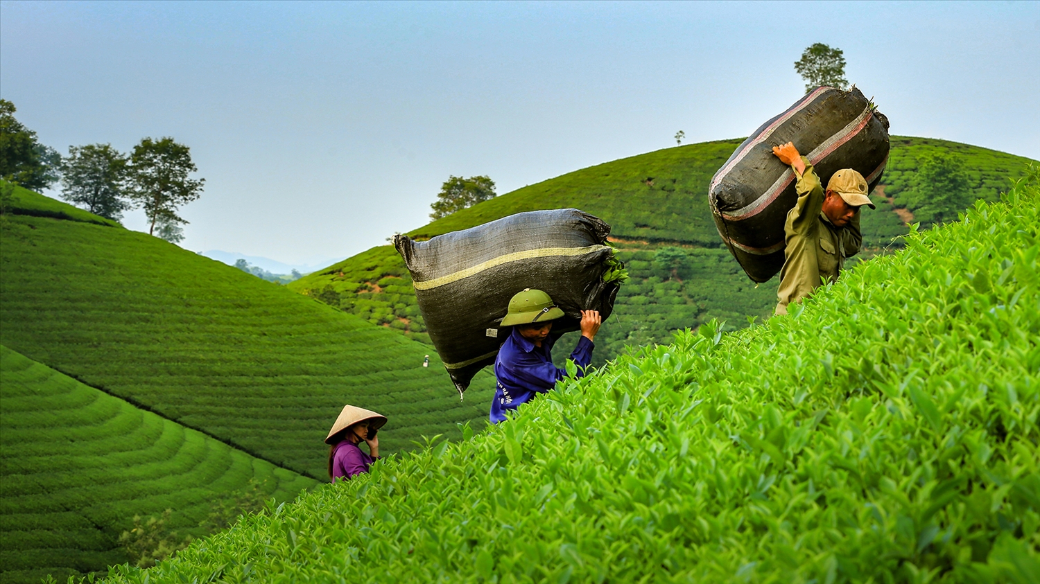 Nông dân bội thu 