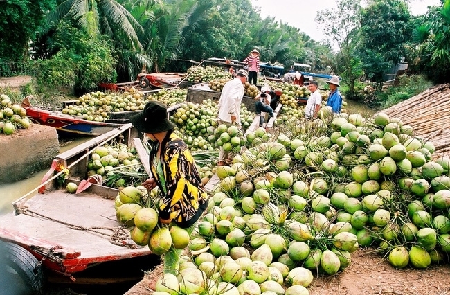 Xuất khẩu dừa tươi được dự báo sẽ tăng trưởng mạnh (Ảnh IT)