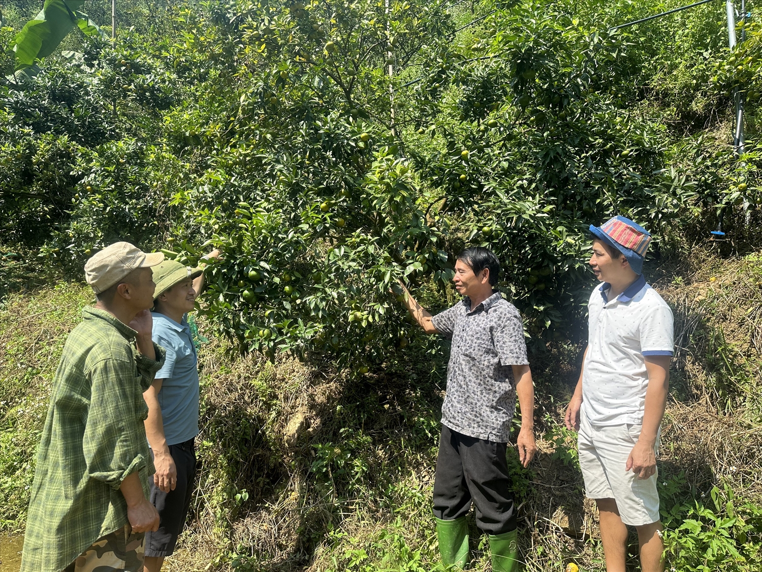 Ông Bùi Quang Trung (người thứ hai từ phải qua trái) trao đổi kinh nghiệm sản xuất cây ăn quả cùng khách tham quan.