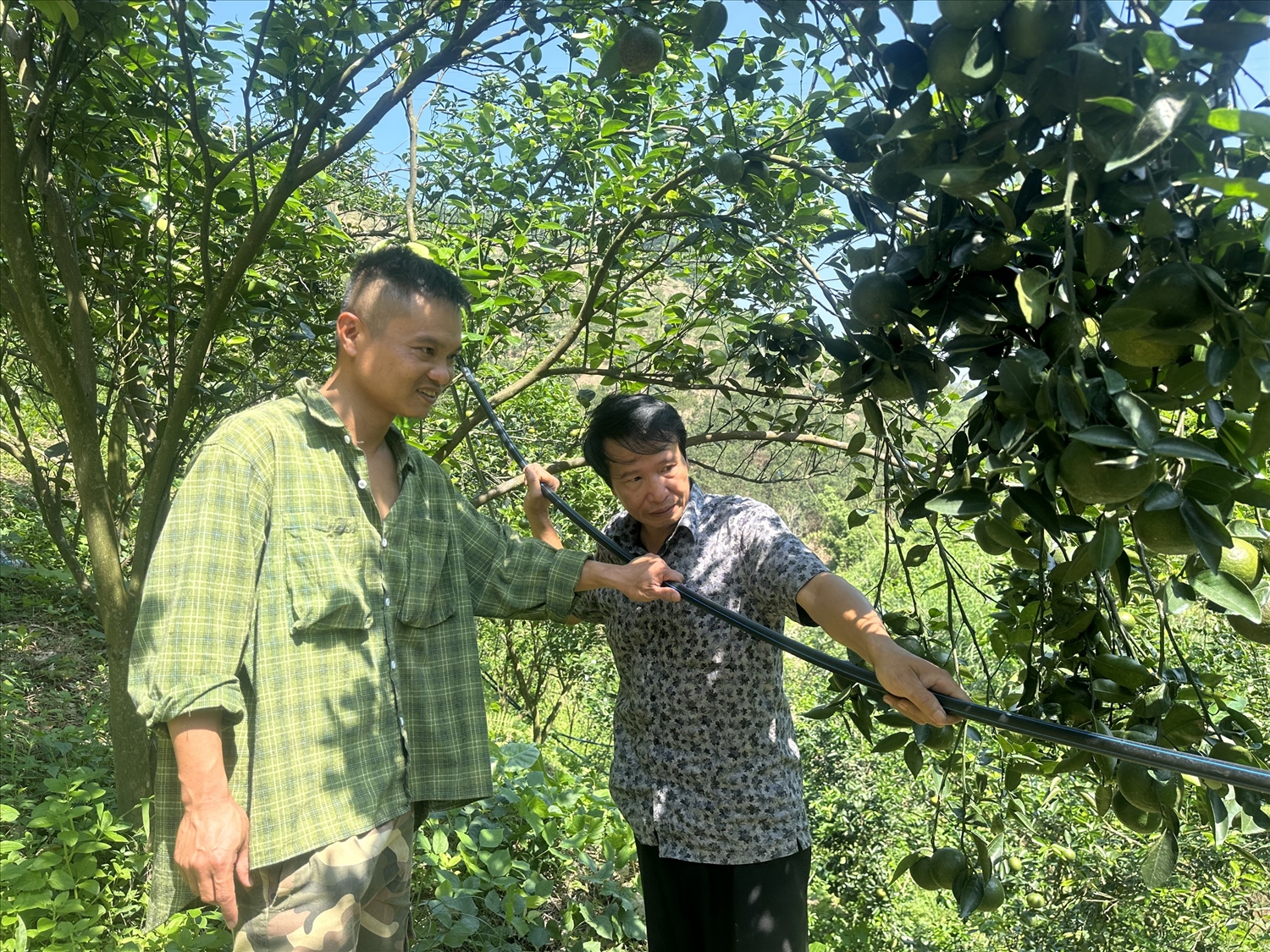 Ông Bùi Quang Trung và con trai thường xuyên kiểm tra hệ thống tưới tiêu tự động trên các khu đồi.