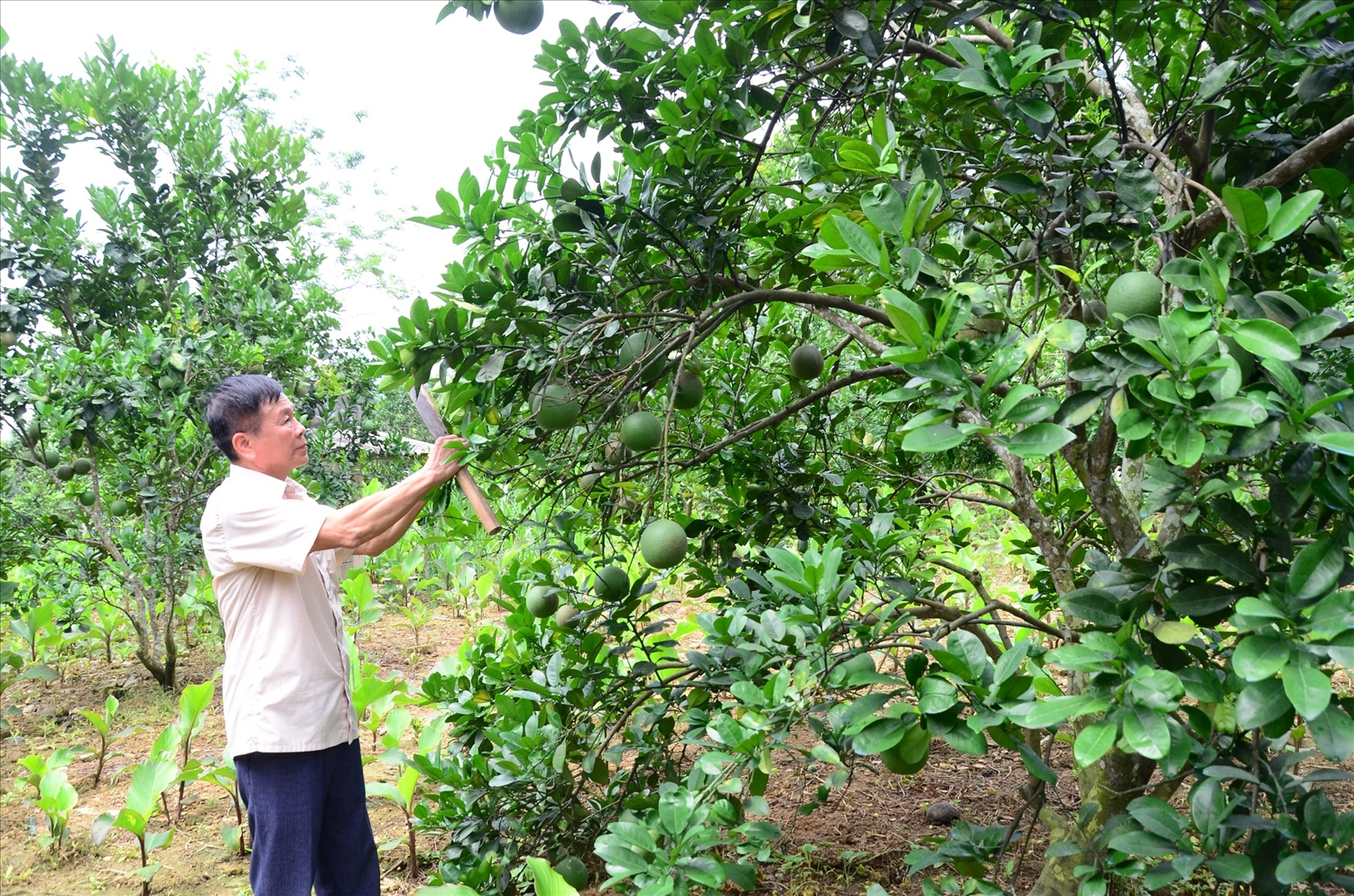 Ông Hoàng Văn Đa chăm sóc vườn bưởi của gia đình.