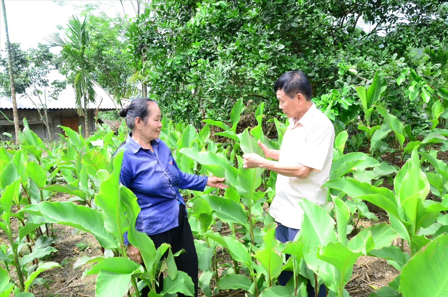 Ông Hoàng Văn Đa hướng dẫn người dân cách trồng, chăm sóc cây dong riềng.