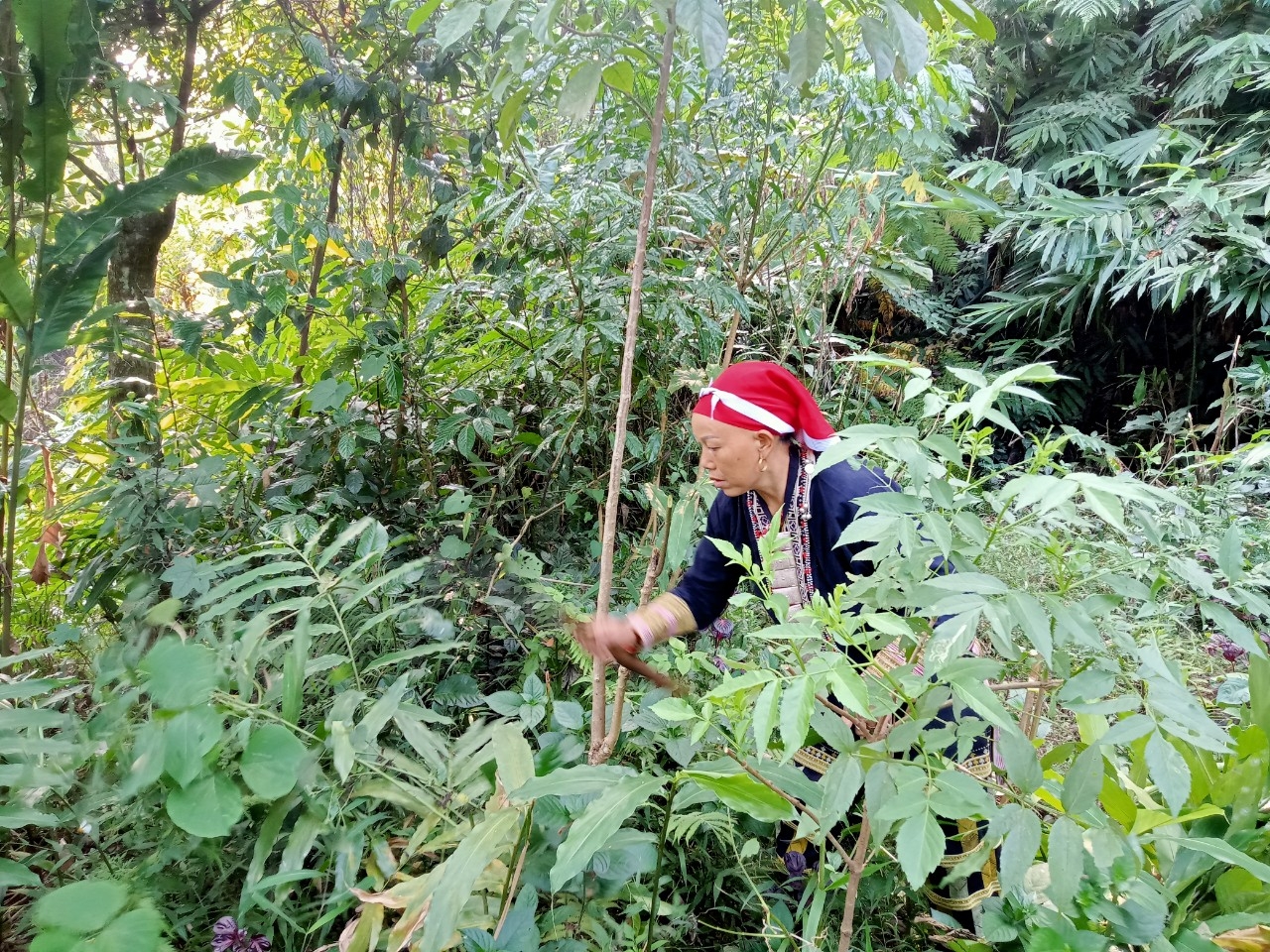 Bà Chảo Cói Mẩy lên rừng hái thuốc.