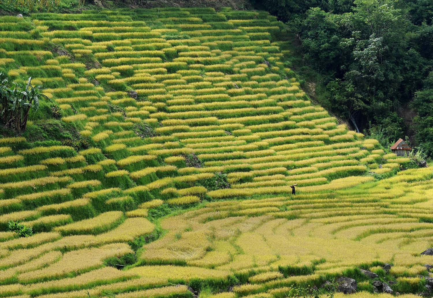 So với những thửa ruộng bậc thang ở Tây Bắc, ruộng bậc thang ở bên chân núi Ngọc Linh có những khoảng ngắt quãng ngắn và nhỏ hẹp hơn.