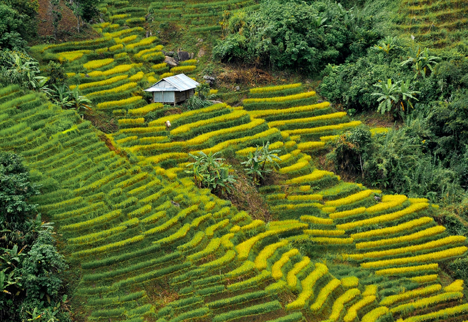 Những thửa ruộng lúa bên dãy núi Ngọc Linh đã ngả màu vàng óng