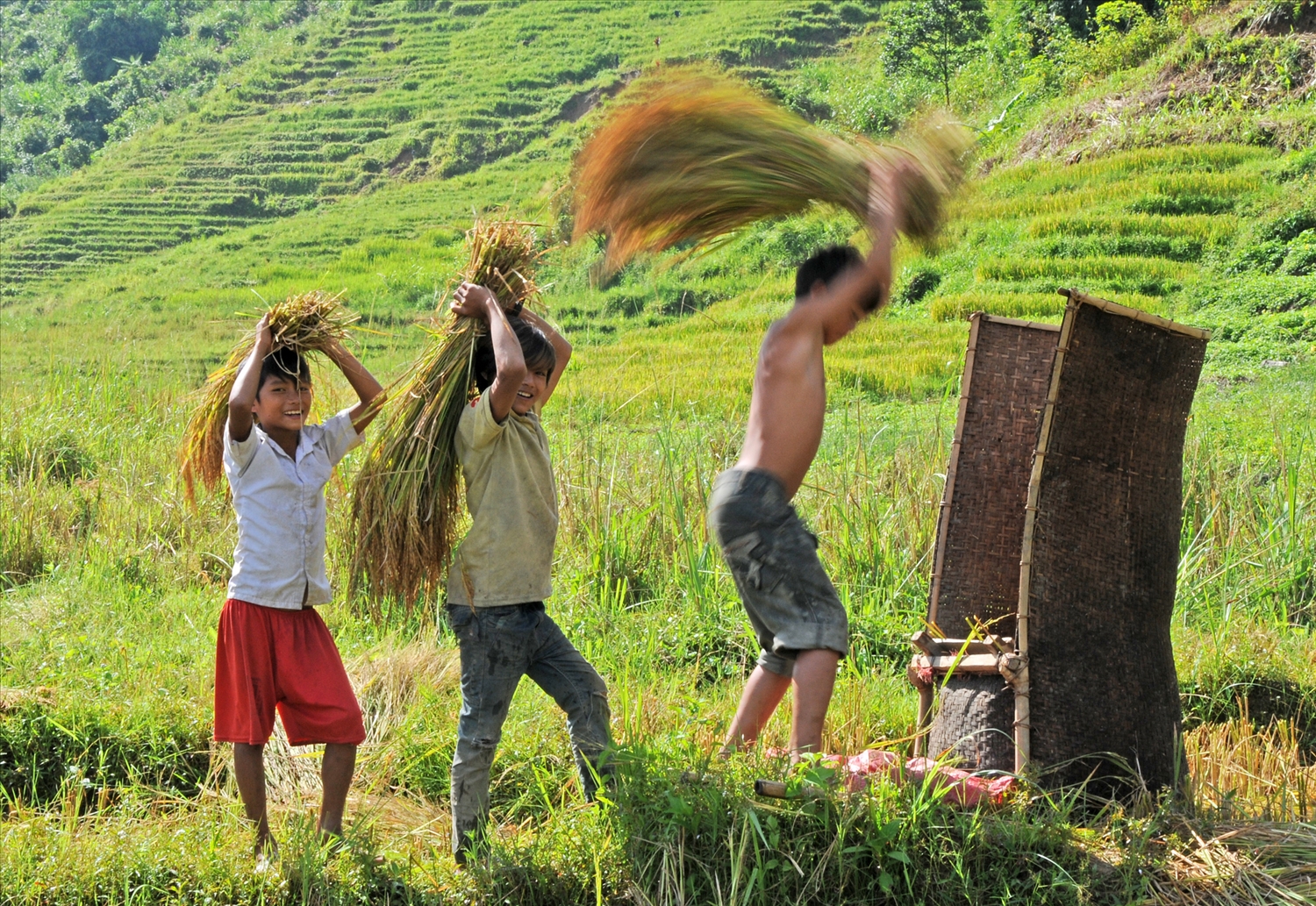 Trẻ em Xơ Đăng đập lúa bằng tay