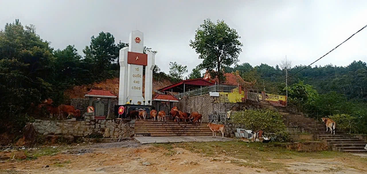 Đàn bò lên phá ngay tại khuôn viên Đài tưởng niệm Cao Ba Lanh