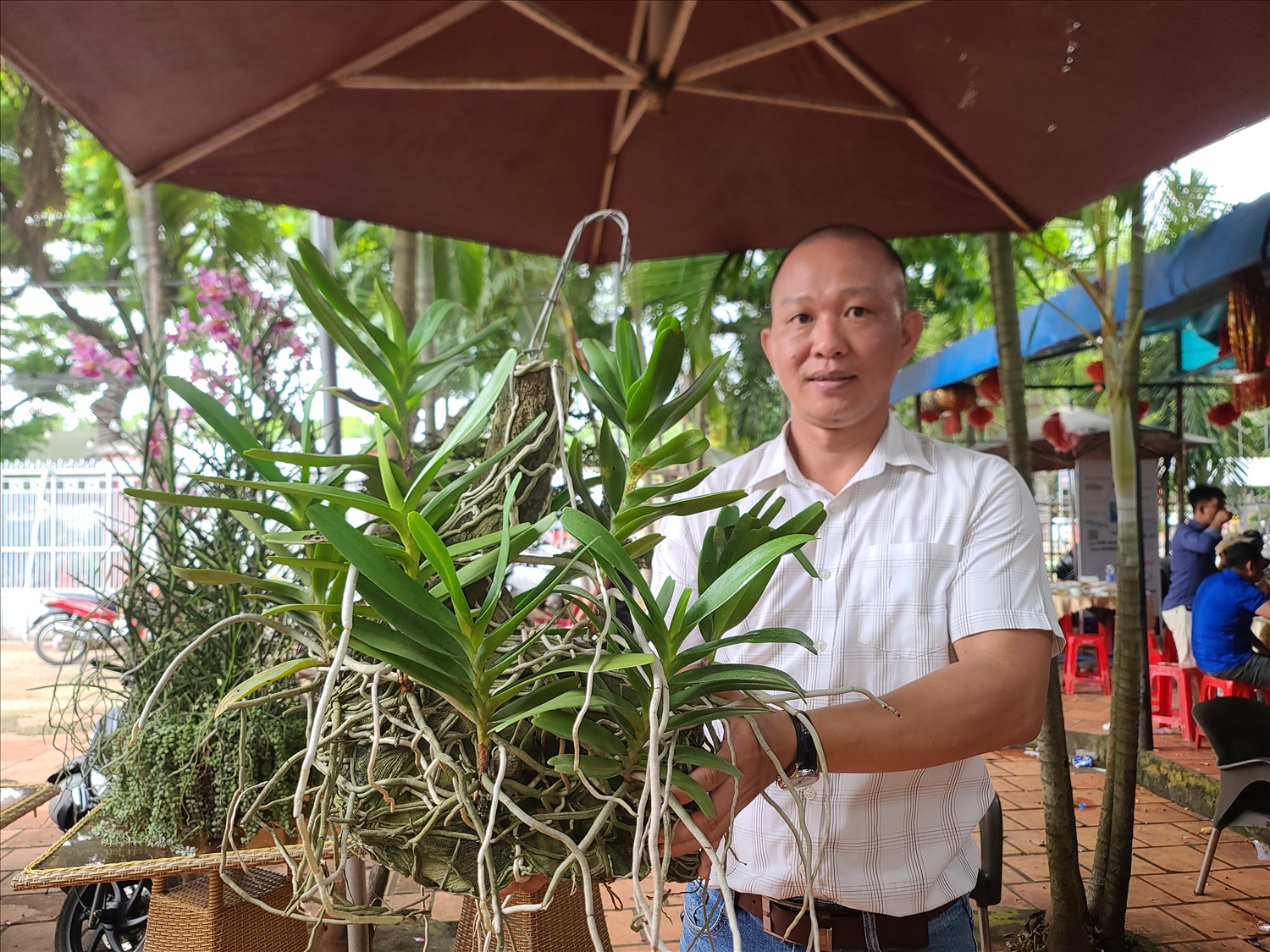 Hoa lan Hoàng nhạn tháng Tư, loài hoa chỉ có ở Vườn quốc gia Yok Đôn