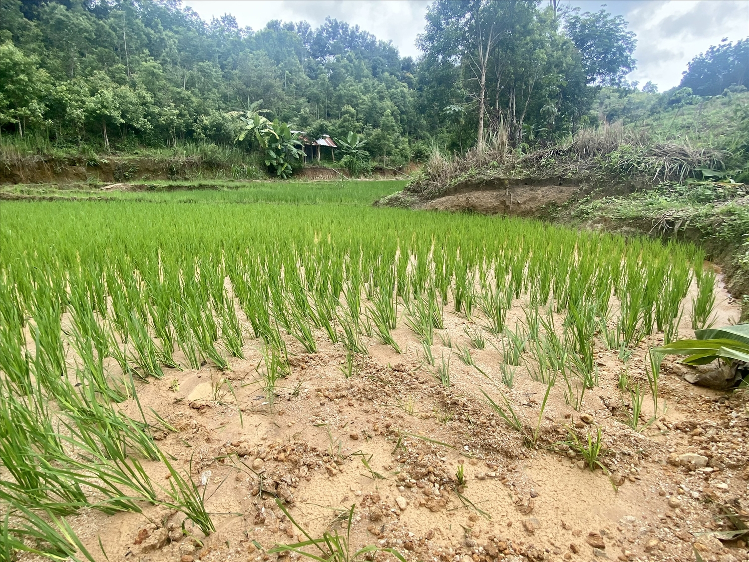 Ruộng lúa của các hộ dân cũng bị đất, cát từ khu vực Cây đa cười trôi xuống gây bồi lấp