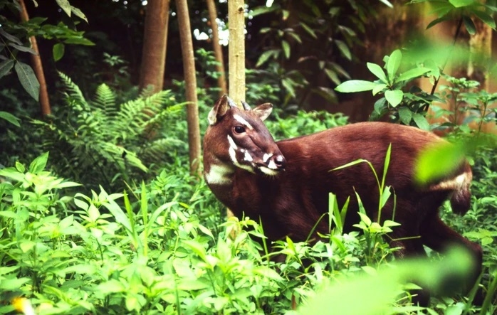 Sao la ở vùng núi trung Trường Sơn - Việt Nam được các nhà khoa học thu thập được (Ảnh do WWF - Việt Nam cung cấp)