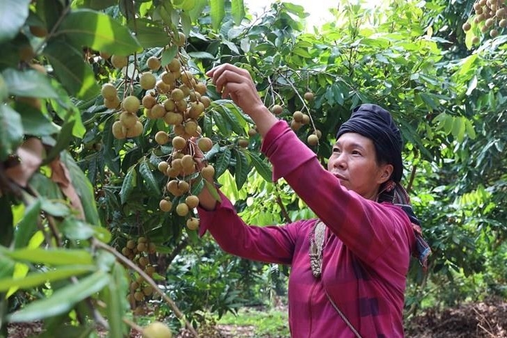 Với hơn 84 nghìn ha cây ăn quả, Sơn La đang vươn lên trở thành thủ phủ cây trái lớn nhất nhì cả nước.