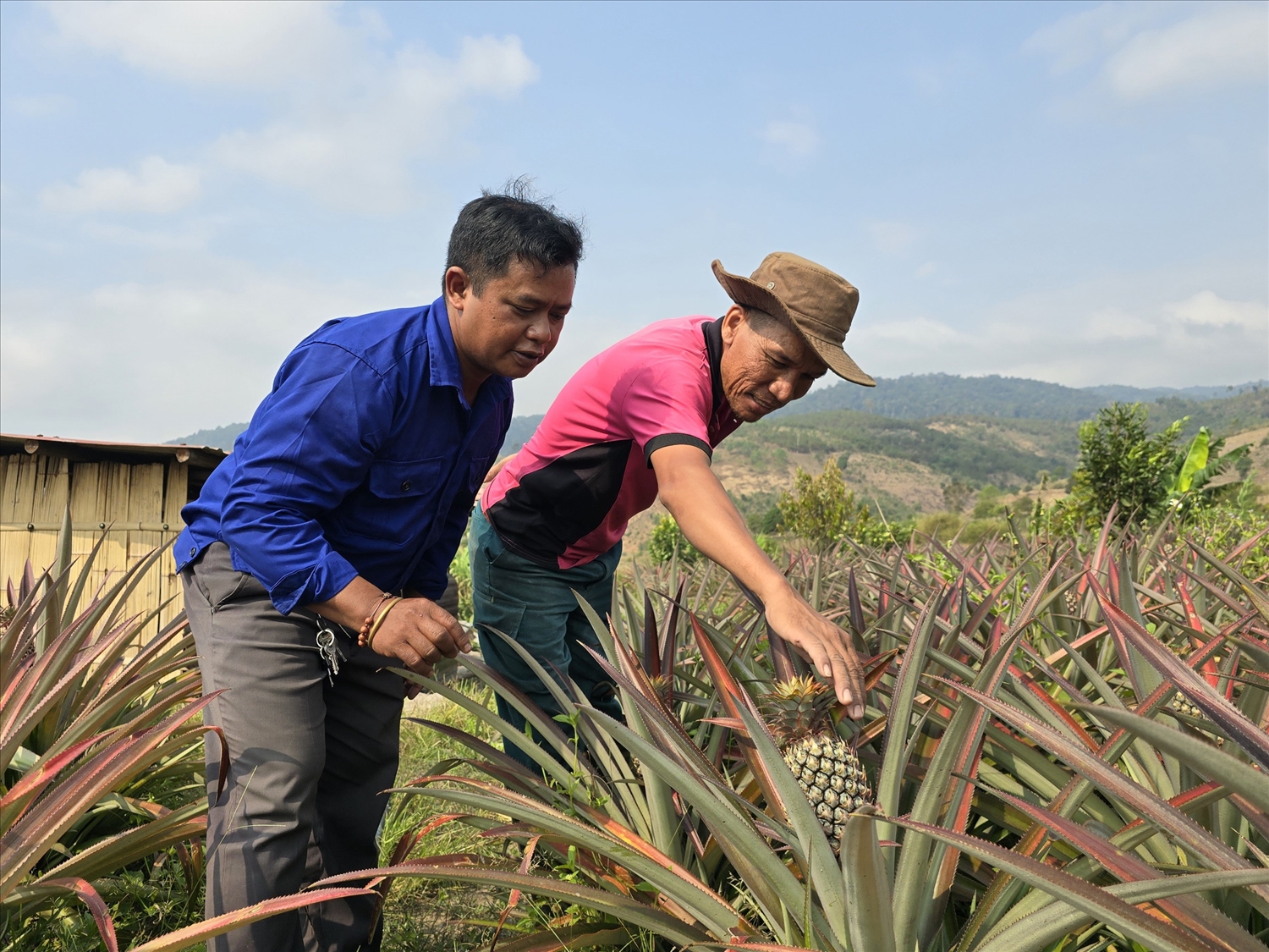 Mô hình liên kết trồng cây dứa đang mang lại nguồn thu nhập khá cho các hộ đồng bào DTTS thôn Đăk Rô Gia, xã Đăk Trăm, huyện Đăk Tô