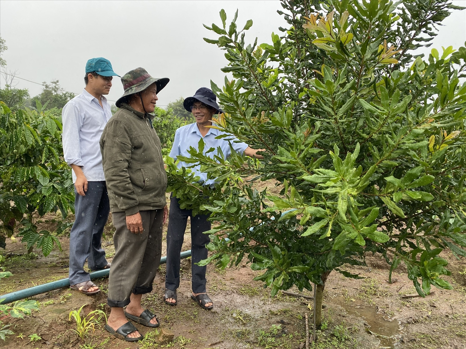 Nhờ chăm sóc đúng kỹ thuật, cây mắc ca của hộ ông A Veng, thôn Kon Đào, xã Kon Đào, huyện Đăk Tô đang phát triển tốt