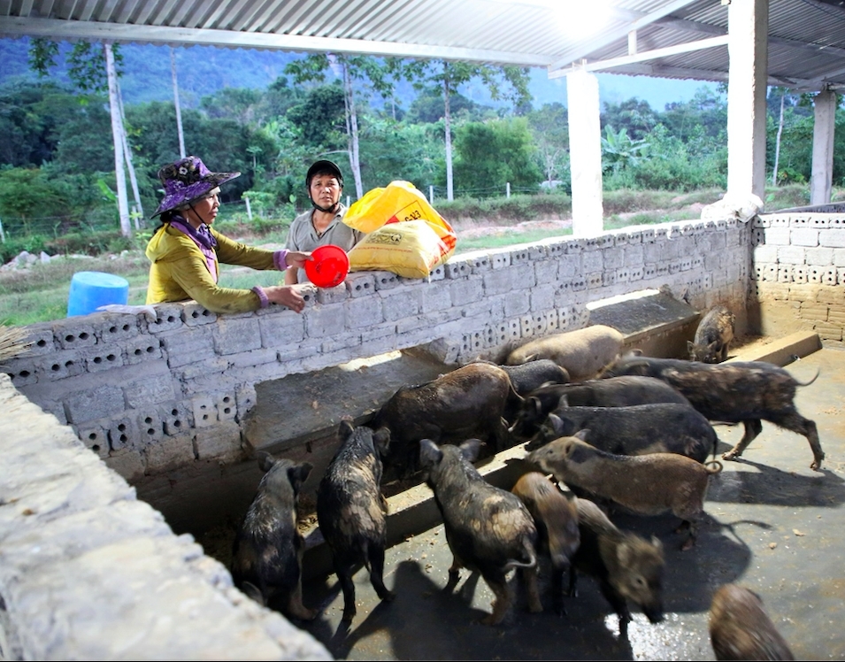 Nhiều hộ dân ở Quảng Ngãi đã vươn lên thoát nghèo bằng các mô hình chăn nuôi.