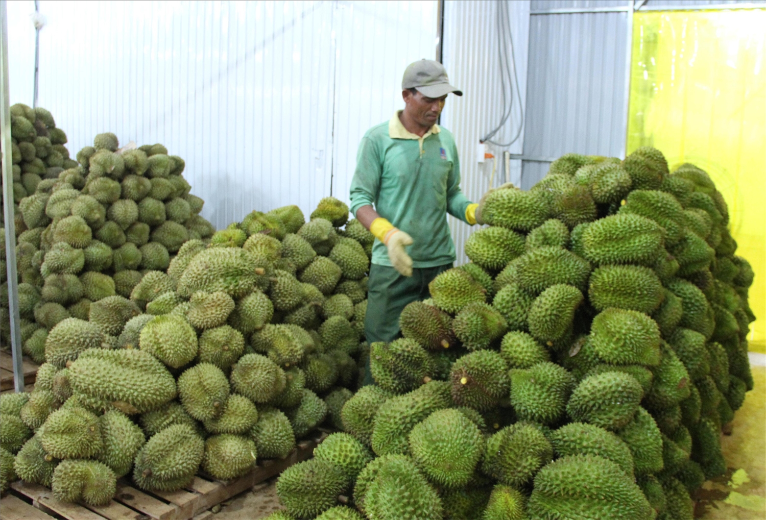 Sầu riêng mang lại giá trị kinh tế cao cho người dân huyện Krông Pắc