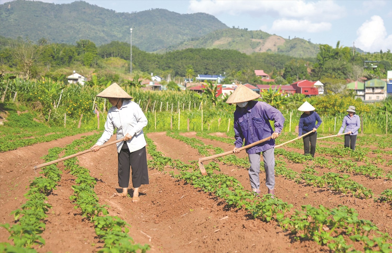 Các chương trình, dự án hỗ trợ của Đảng, Nhà nước giúp đồng bào DTTS huyện Mường Nhé vươn lên. Trong ảnh: Người dân bản Phiêng Kham, xã Mường Nhé, huyện Mường Nhé trồng cây khoai tây theo mô hình được hỗ trợ