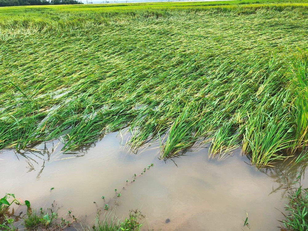 (Tổng hợp) Những biện pháp chăm sóc cây trồng bị ngập lụt sau mưa bão 1