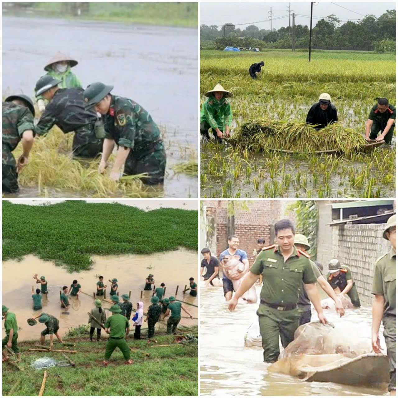 Cán bộ, chiến sĩ công an, quân đội giúp người dân gặt lúa, di chuyển dân ra khỏi vùng ngập lụt.