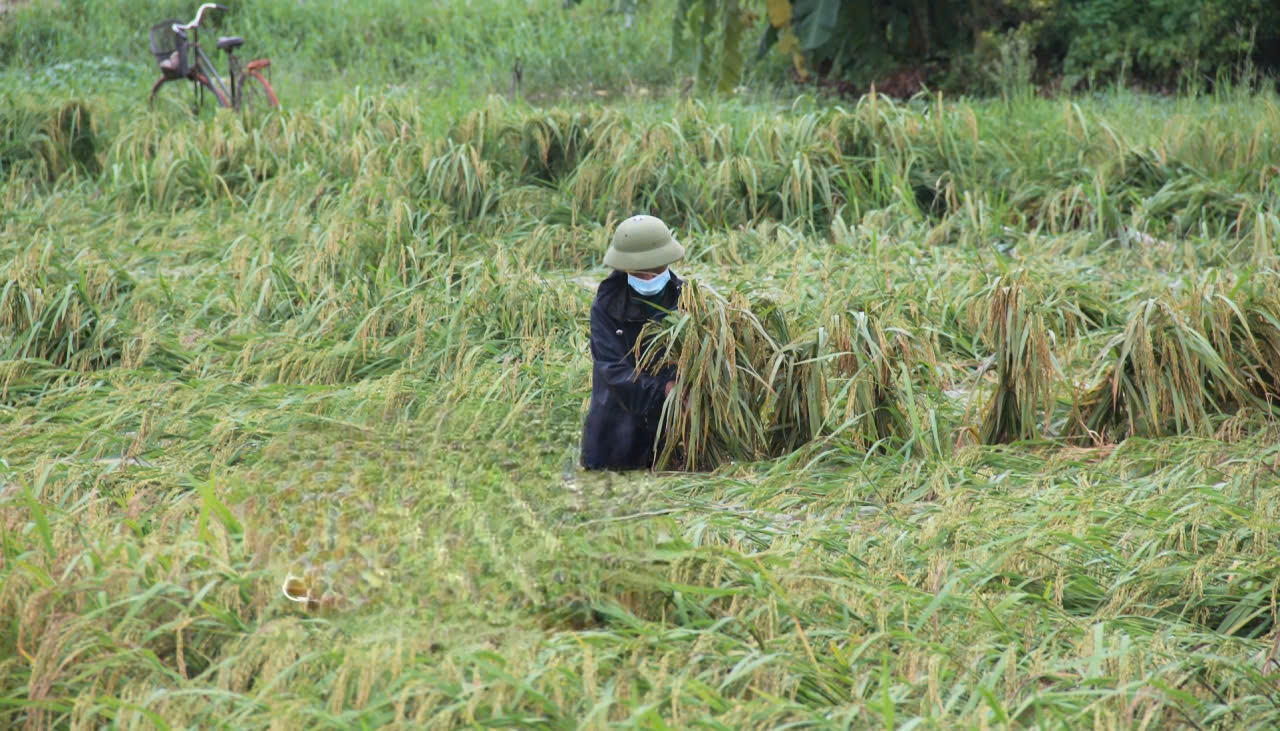 Nông dân huyện Kiến Xương (Thái Bình) buộc dựng lúa bị đổ ngập do mưa lớn