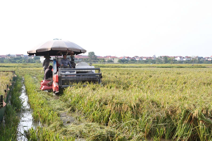 Thu hoạch lúa mùa sau bão tại xã Nguyễn Úy Kim Bảng (Hà Nam)