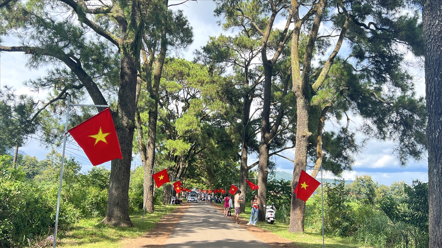 Hàng thông trăm tuổi tại xã Nghĩa Hòa (huyện Chư Păh) rực rỡ sắc cờ đỏ trong ngày Tết độc lập