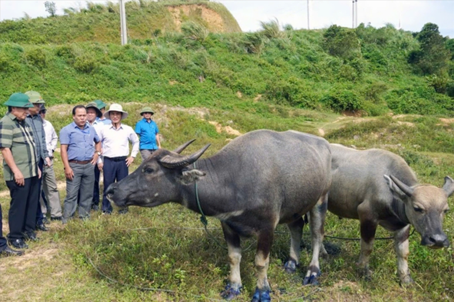 (Bài KH): Quảng Trị: Bệnh lở mồm long móng đã lây lan ra diện rộng, trách nhiệm thuộc về ai? 3