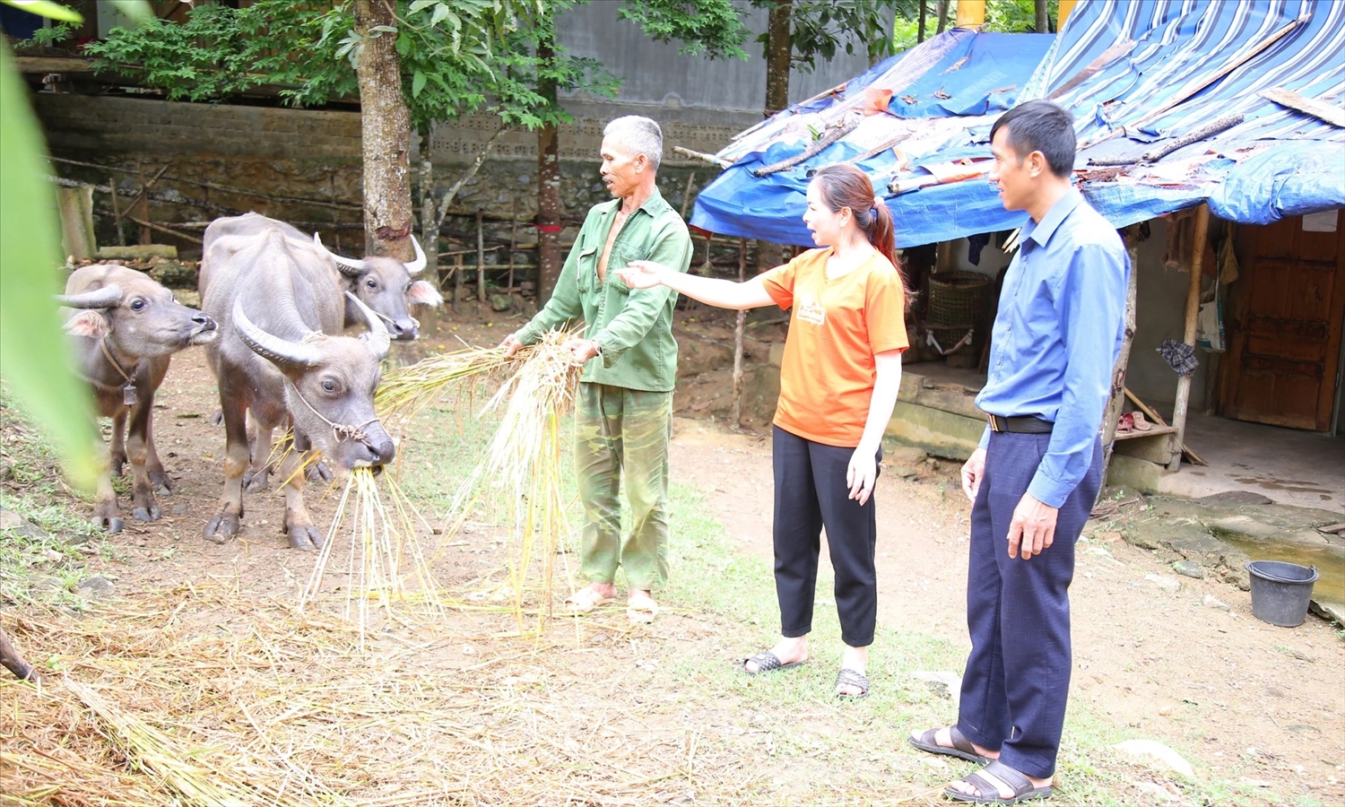 Người Ơ Đu ở bản Văng Môn, xã Nga My, huyện Tương Dương chú trọng phát triển chăn nuôi