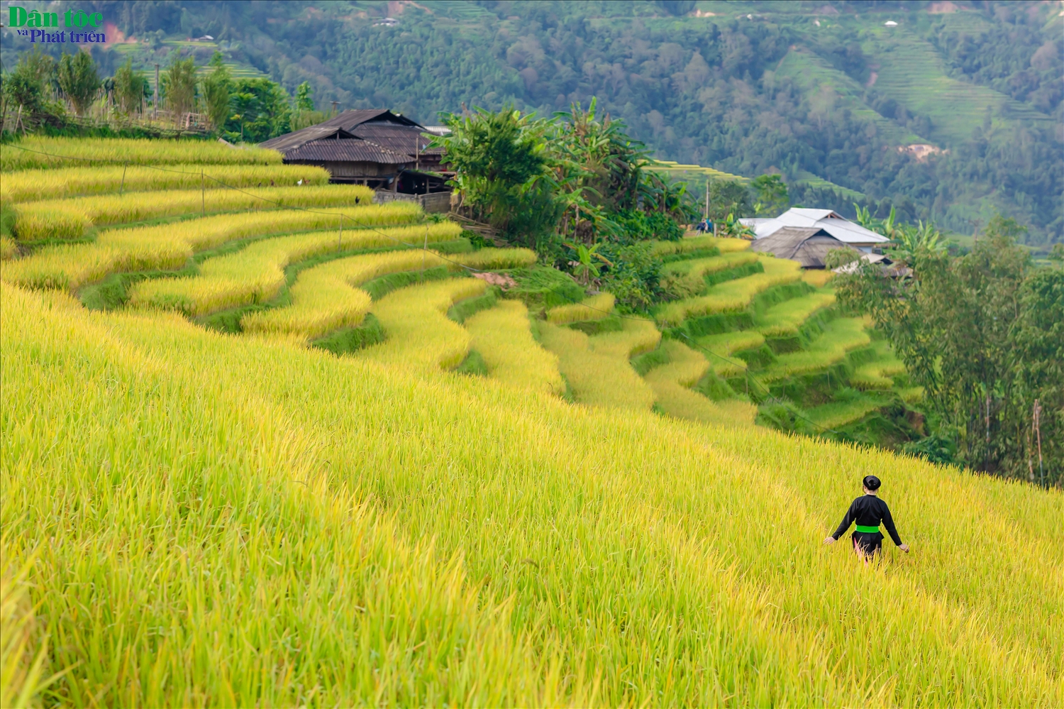 Theo ông Nguyễn Việt Tuân, Trưởng Phòng Văn hóa - Thông tin huyện Hoàng Su Phì, ruộng bậc thang là một trong những tư liệu sản xuất quan trọng nhất của cư dân nông nghiệp địa phương. Phải mất đến hàng trăm năm, cộng đồng các dân tộc ở Hoàng Su Phì từ thế hệ này sang thế hệ khác cần cù lao động, cùng với đôi bàn tay khéo léo, óc sáng tạo và những nông cụ thô sơ mới tạo nên những thửa ruộng bậc thang đẹp như tranh vẽ này.