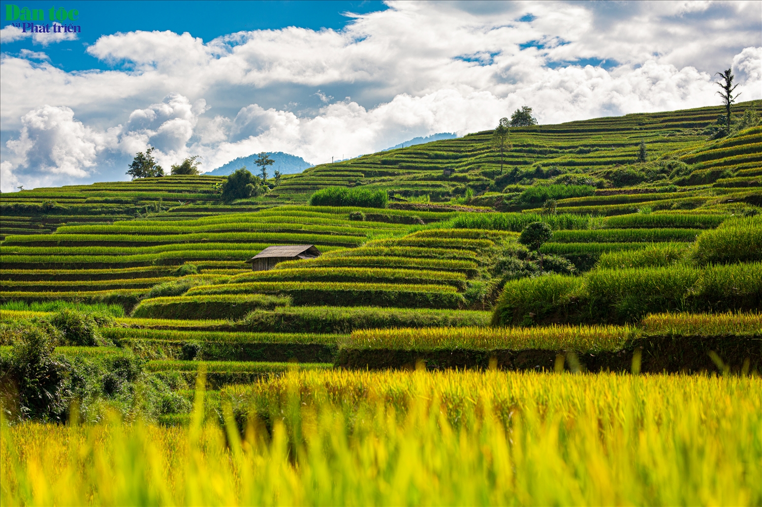 Đến mùa thu, ruộng bậc thang lại ngập tràn sắc vàng óng ả của lúa chín, tạo nên một bức tranh thiên nhiên tuyệt đẹp. 