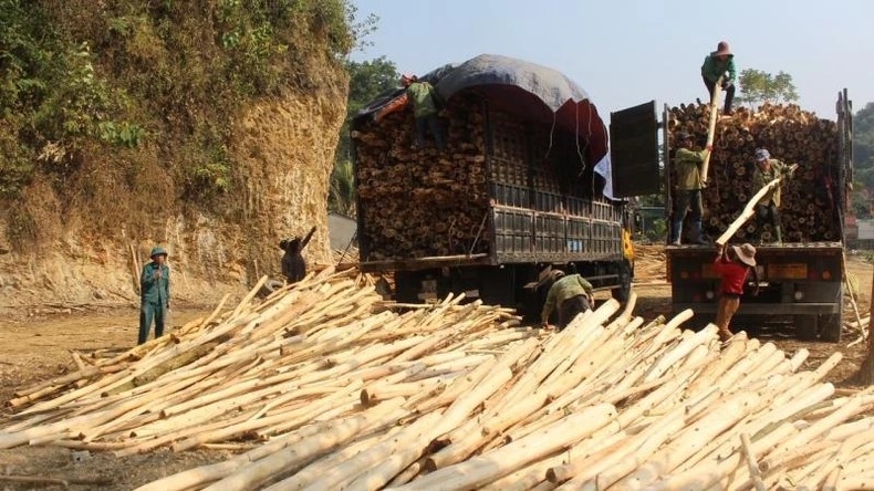 Con Cuông luôn chú trọng xác định những ngành kinh tế mũi nhọn, tạo mọi thuận lợi để người dân thoát nghèo (Trong ảnh: Người dân xã Chi Khê thu hoạch keo nguyên liệu) 