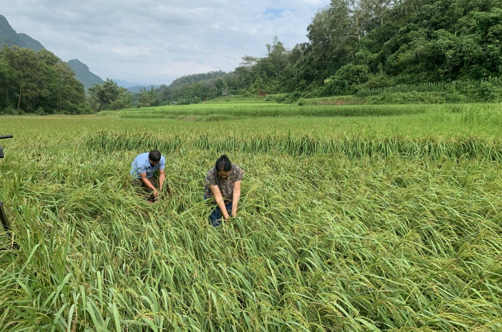 Nông dân huyện Hà Quảng ra đồng khắc phục ruộng lúa bị gãy đổ sau bão số 3 (Ảnh: Báo Cao Bằng)