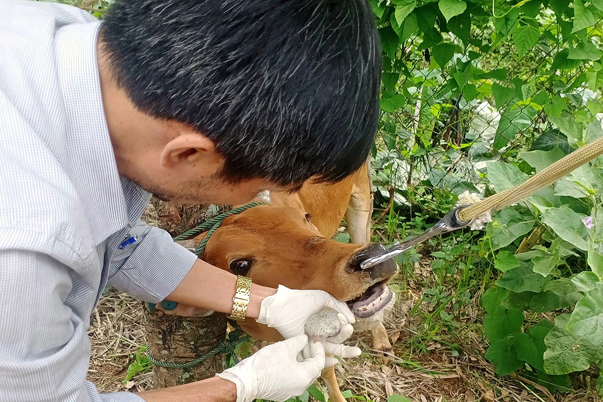 Lấy mẫu xét nghiệm trâu, bò nghi nhiễm bệnh lở mồm long móng ở xã Húc,huyện Hướng Hóa