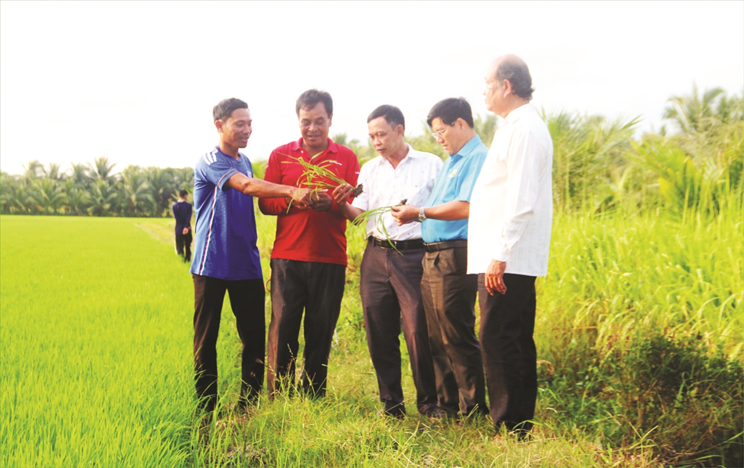 Ông Sơn Mười (thứ hai từ trái qua) trao đổi kinh nghiệm trồng lúa với lãnh đạo Hội Nông dân huyện Tiểu Cần và HTX nông nghiệp Phú Cần. Ảnh BTV