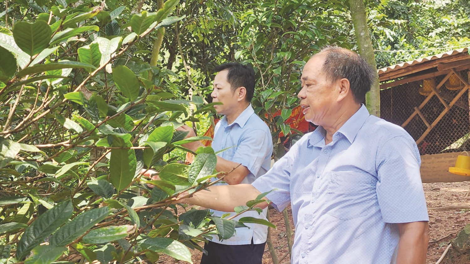 Ông Đàm Văn Cường giới thiệu về cây trà hoa vàng với lãnh đạo Hội Nông dân huyện Ba Chẽ