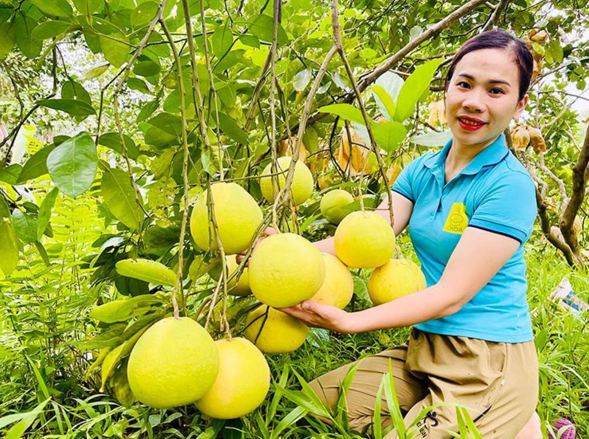 Đưa thương hiệu “Bưởi Phúc Trạch” vươn xa