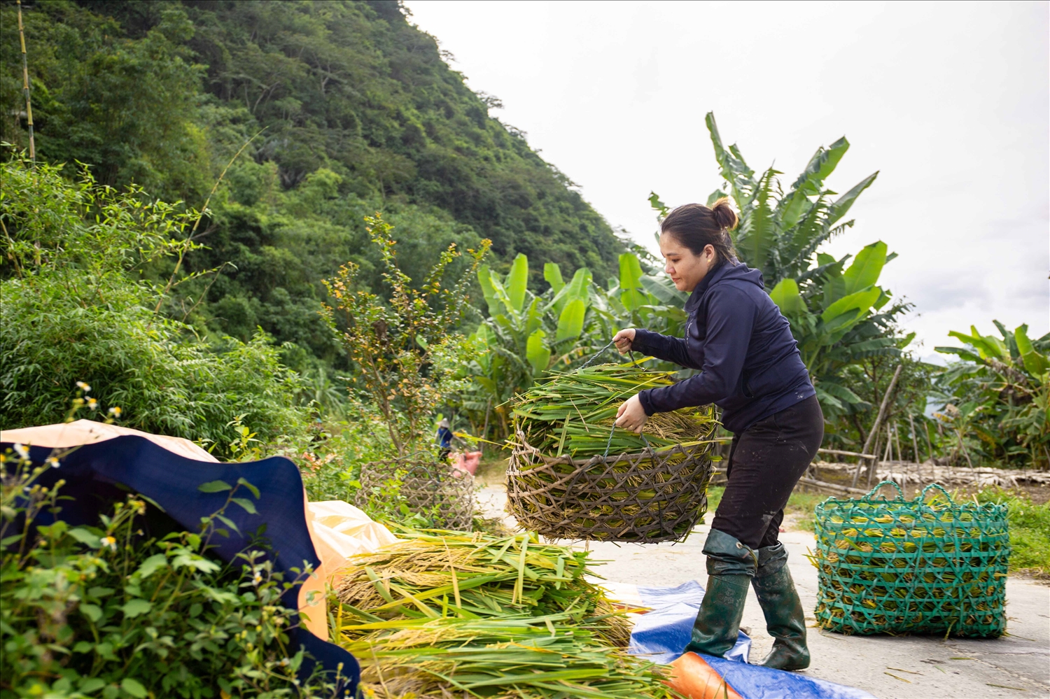 Sở NN&PTNT tỉnh Hà Giang đề nghị các huyện chỉ đạo người dân nhanh chóng thu hoạch diện tích lúa mùa sớm và các diện tích cây trồng có thể thu hoạch được